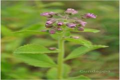 Blumea neilgherrensis